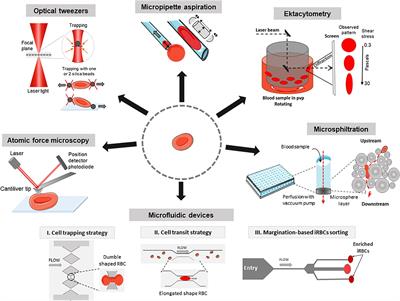 Methods to Investigate the Deformability of RBC During Malaria